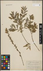 Foto von Salix purpurea L. x Salix repens L.